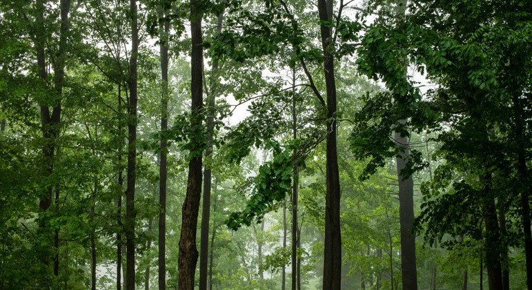 El cambio climático hace que los bosques sufran más incendios y plagas