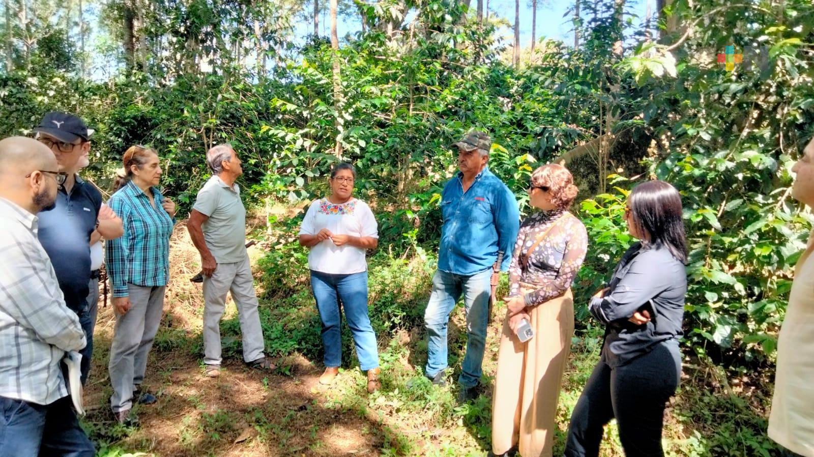 A través de escuelas campesinas, productores veracruzanos de café implementan la agroecología