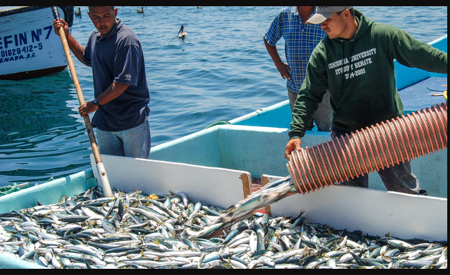 Sardina, producto pesquero de mayor producción nacional y consumo per cápita de México