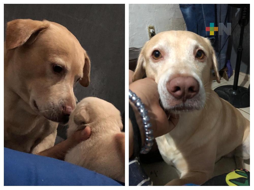 Pide joven apoyo para localizar a Ducky, perro de asistencia para su padre