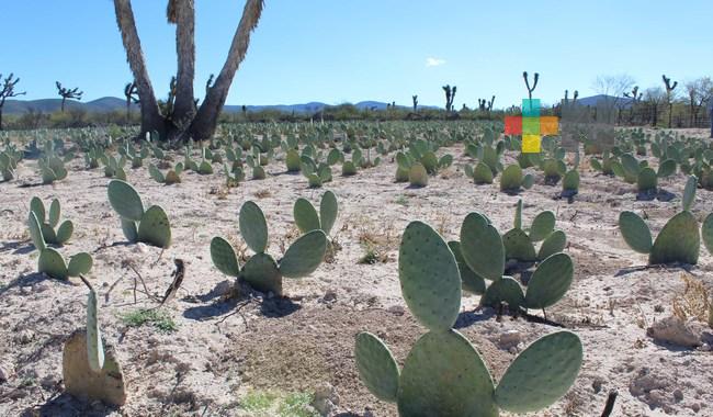 Beneficia Agricultura a 18 entidades con viveros de nopal forrajero para recuperar  praderas