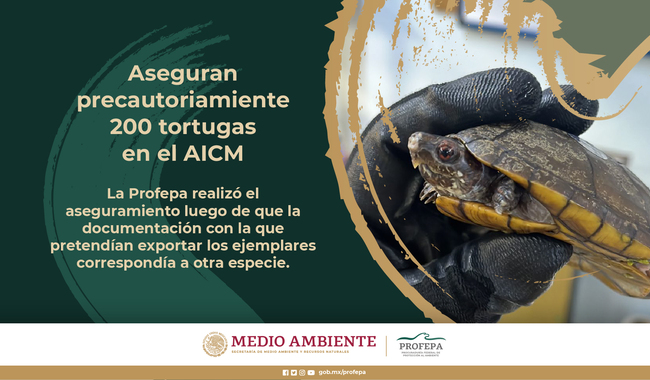 Aseguran precautoriamiente 200 tortugas en el AICM