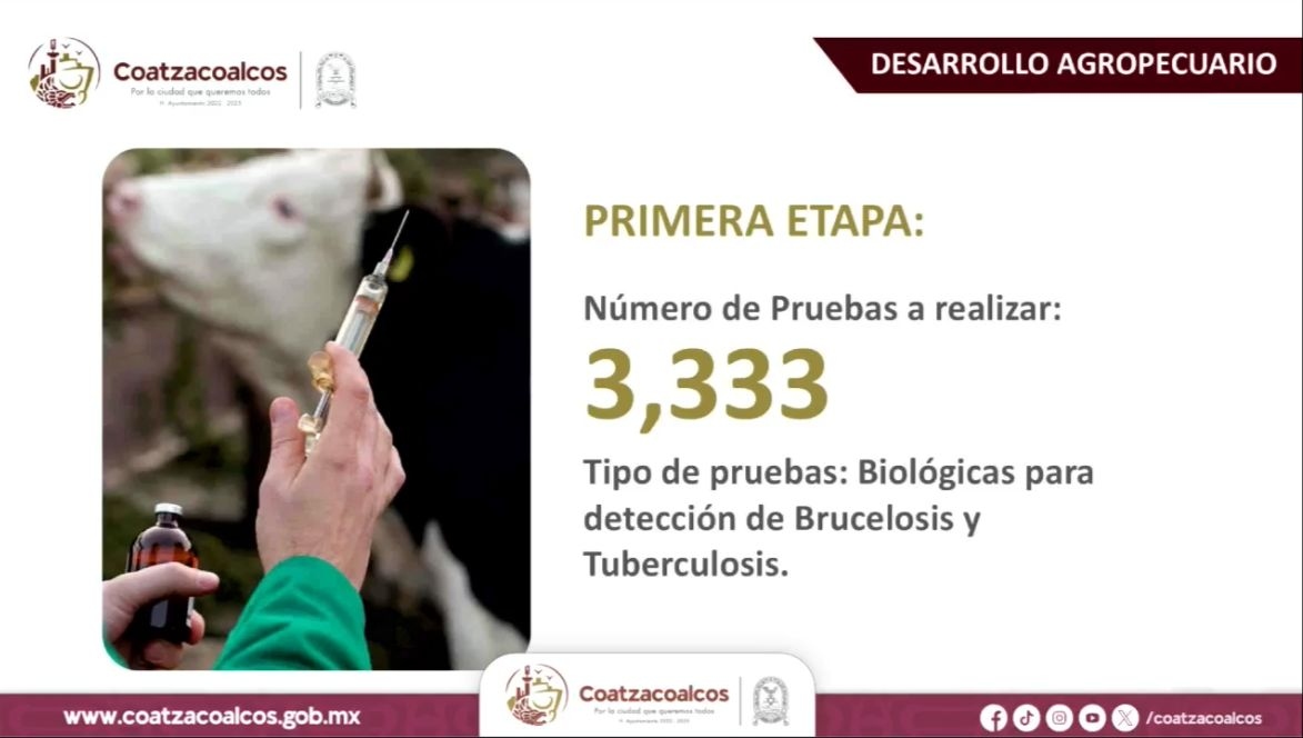 Realizarán pruebas para detectar brucelosis y tuberculosis en ganado vacuno de Coatzacoalcos