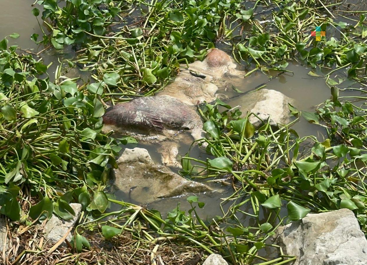 Cadáver de equino en río Coatzacoalcos genera molestias entre habitantes
