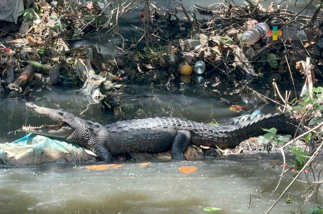 Cocodrilos mantienen en alerta a habitantes de Minatitlán