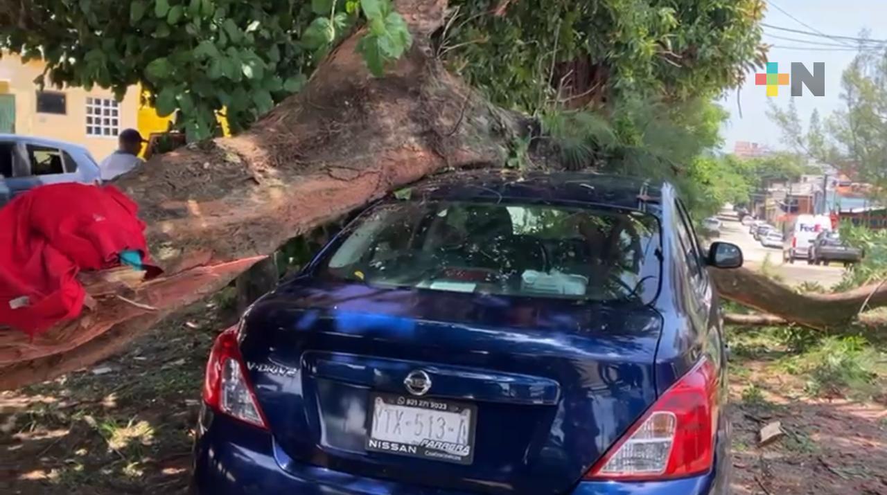 Conductor de tráiler tira cables de energía y árbol en centro de Coatza