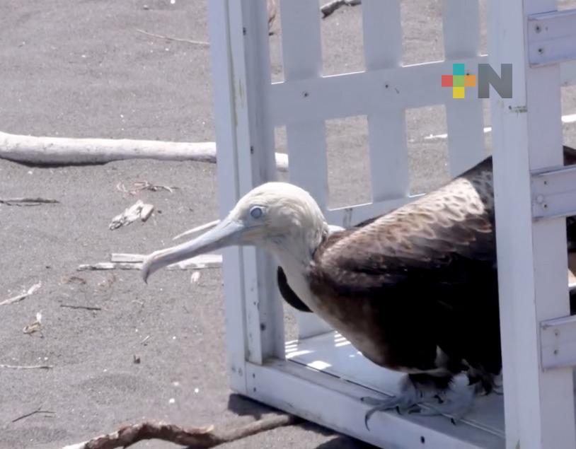Tras ser rehabilitadas, personal del Aquarium del Puerto de Veracruz libera aves rescatadas