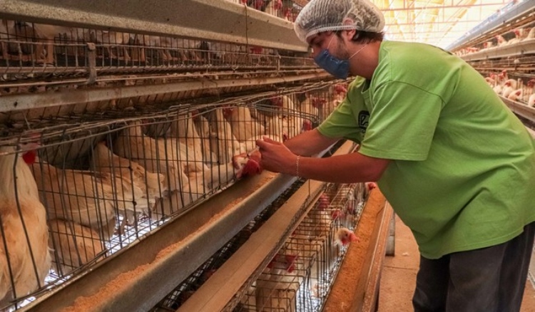 Activa Agricultura sistema de farmacovigilancia de productos veterinarios