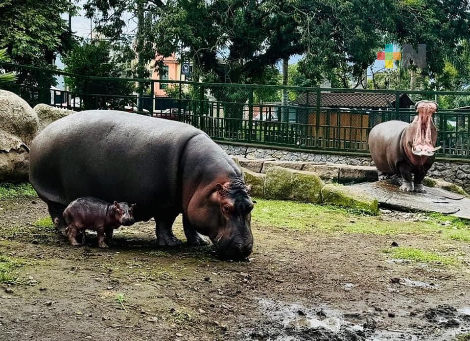 Nace en Orizaba cría de hipopótamo «Tyson» rescatado en Las Choapas