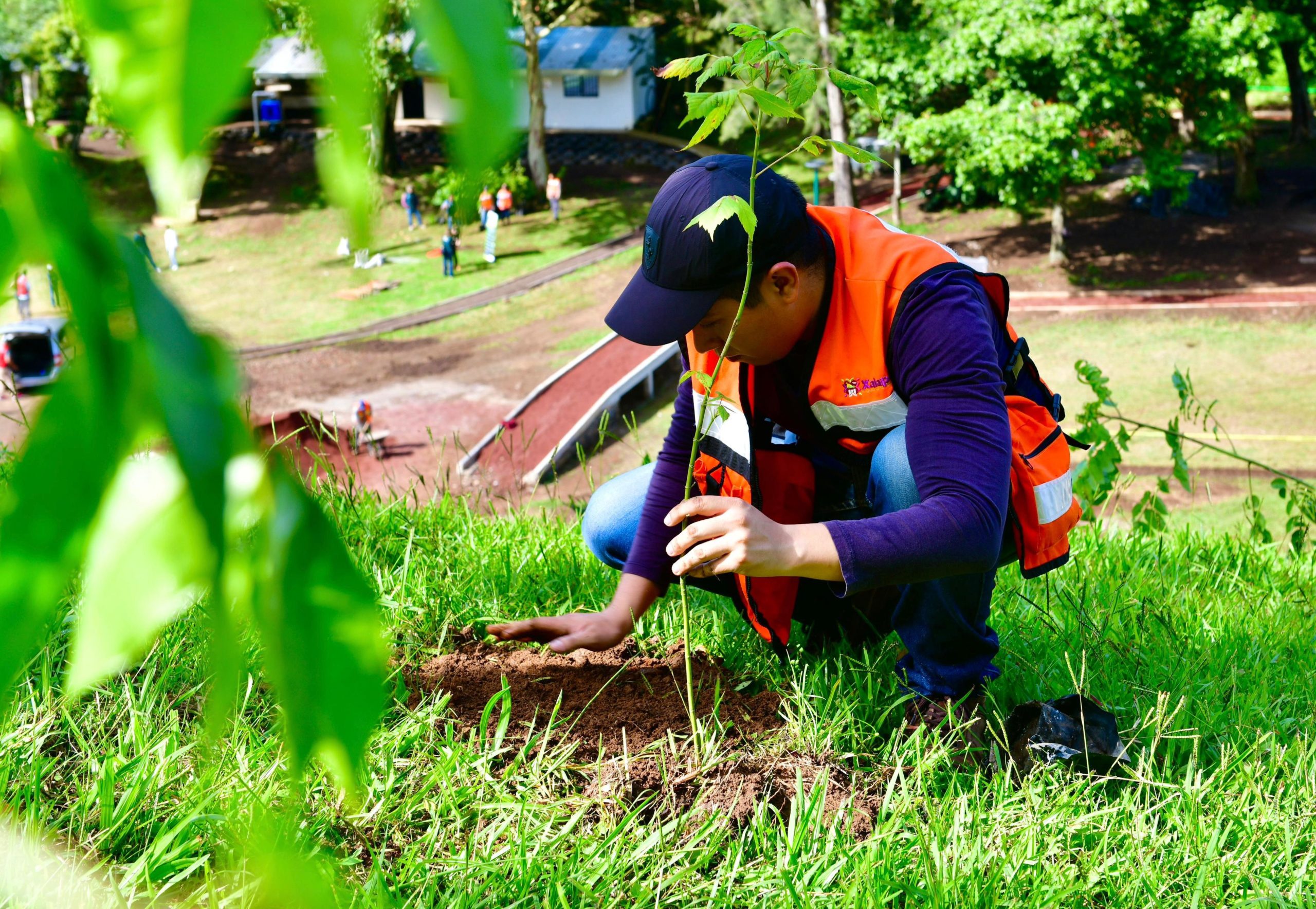 Segunda reforestación masiva será este 29 de septiembre en 33 municipios: Sedema