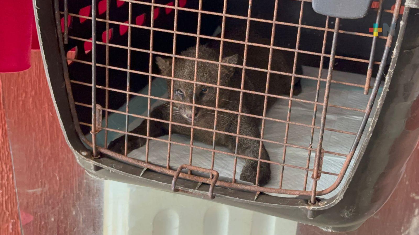 Ya recuperado, el jaguarundi rescatado en Mina fue liberado en la UMA Braskem Idesa