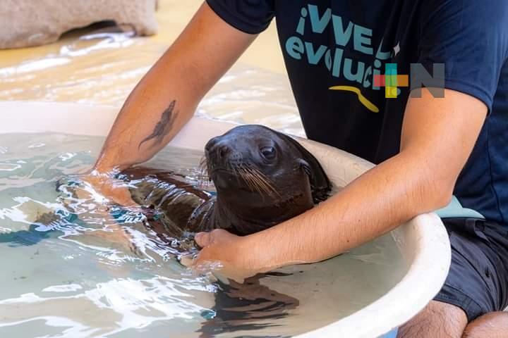 Visitantes conocen a lobo marino bebé del Aquarium del Puerto de Veracruz