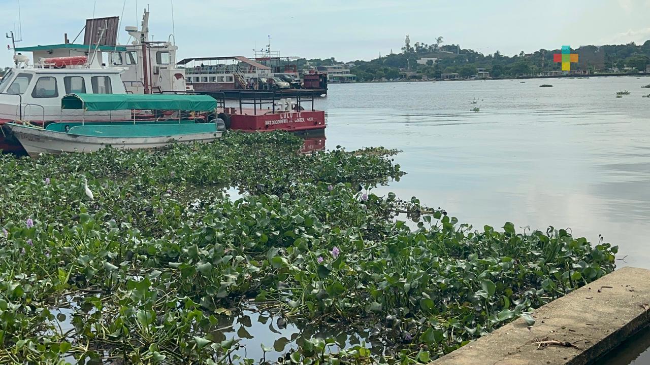 Río Coatzacoalcos tiene gran cantidad de lirio acuático impregnado de aceite