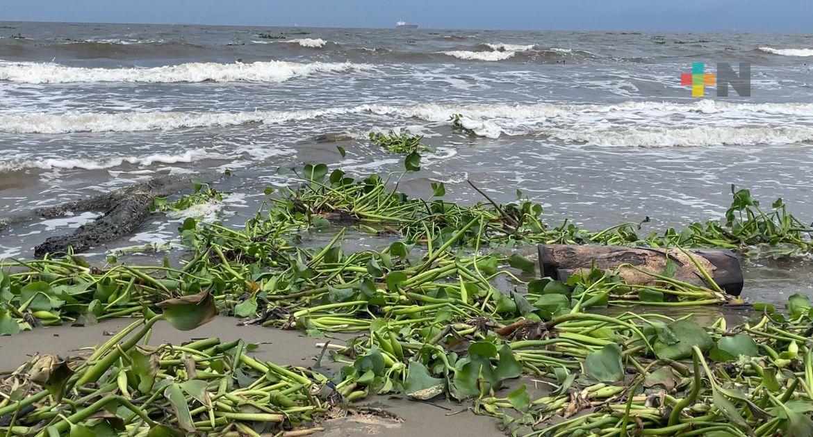 Lluvias en Coatza han generado gran cantidad de lirio, habitual en río, que ahora llega a playa