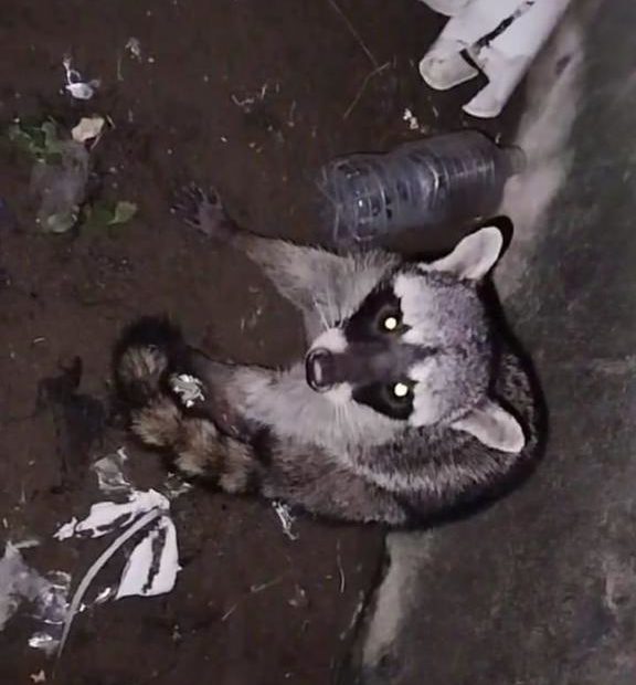 Gracias a un perro descubren a mapache atrapado en alcantarilla; ya está libre