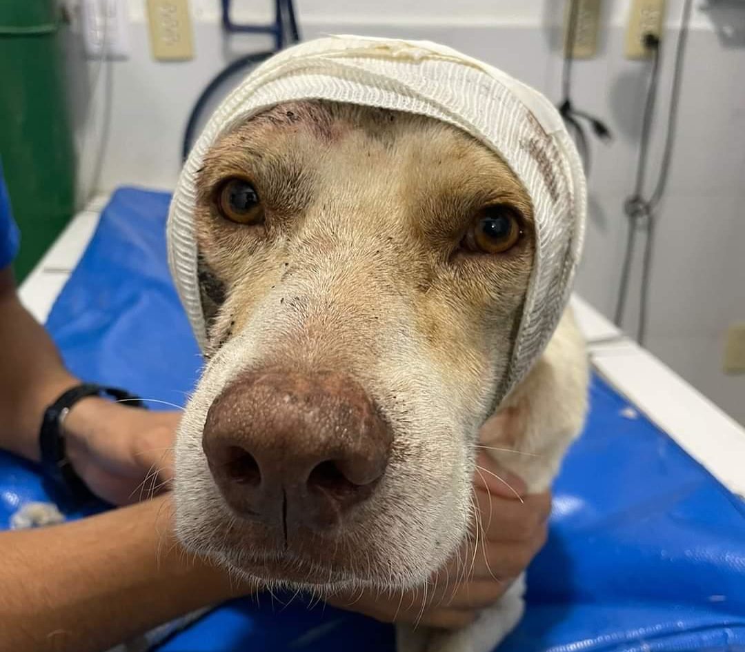 Animalistas convocan a marcha contra el maltrato animal en Xalapa