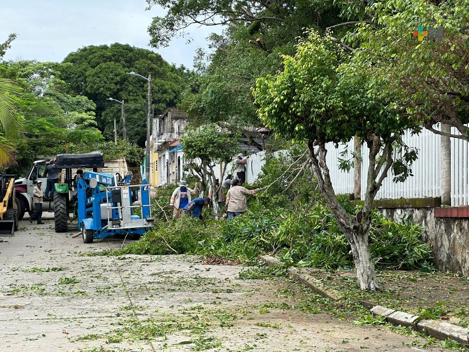 Municipio de Coatza poda árboles para evitar caída de ramas y cortes de energía por lluvias