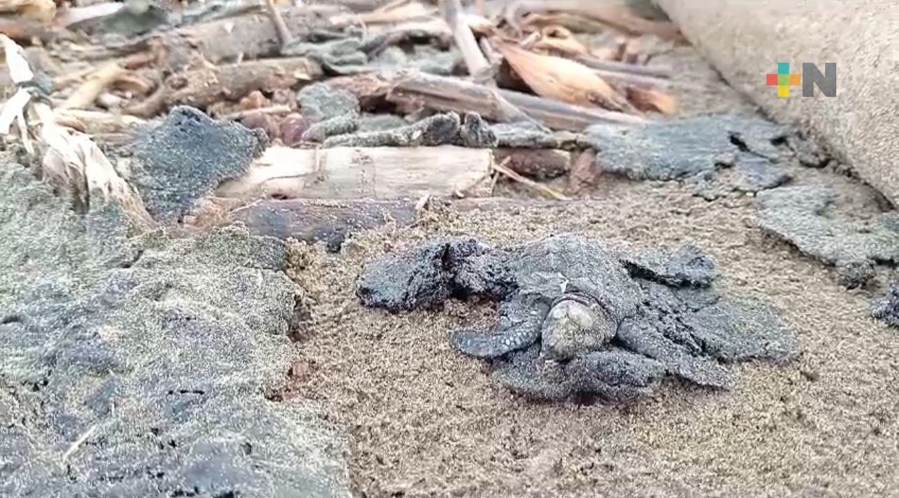 Tortuga marina muerta en playa de Coatza, se presume que es por hidrocarburo