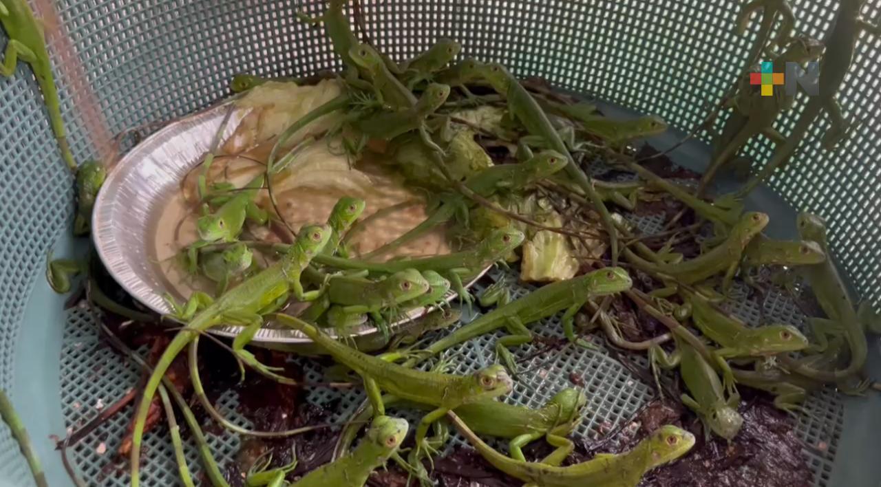 Las iguanas verdes son atropelladas o capturadas para consumirlas en Coatza