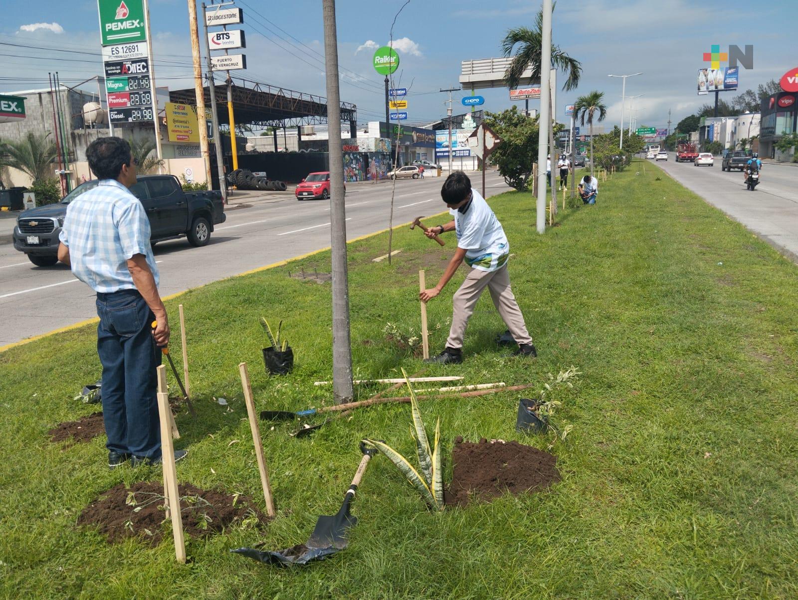 Ciudadanía porteña atiende y reforesta camellones del municipio de Veracruz