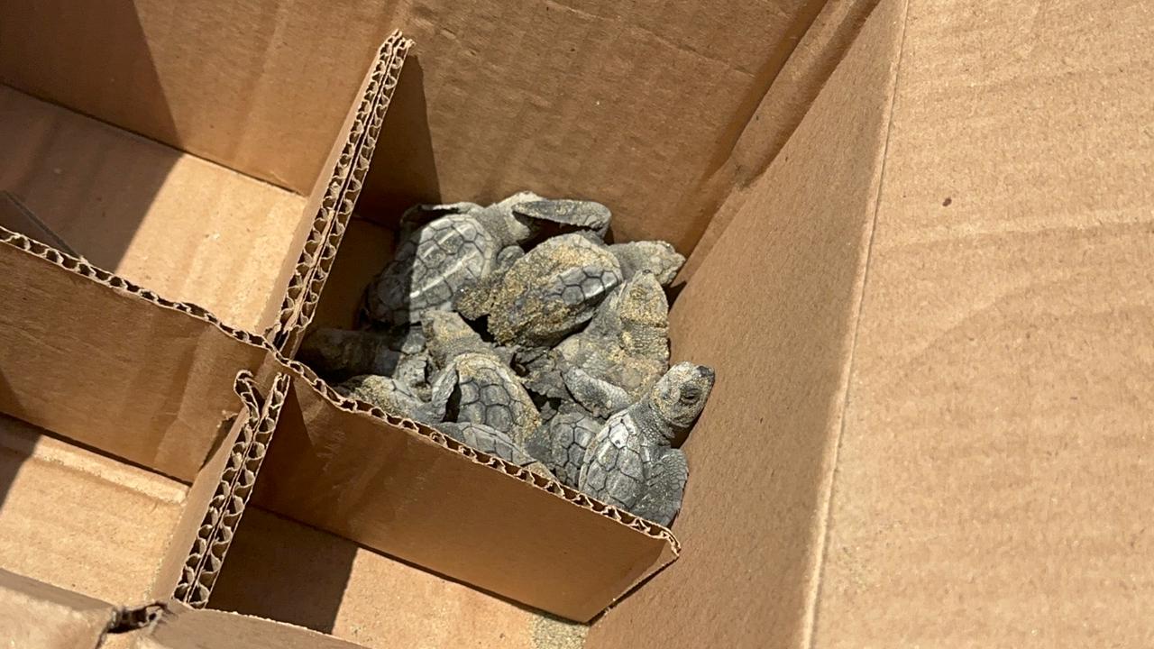 Nido de tortugas eclosionó en playa de Coatzacoalcos