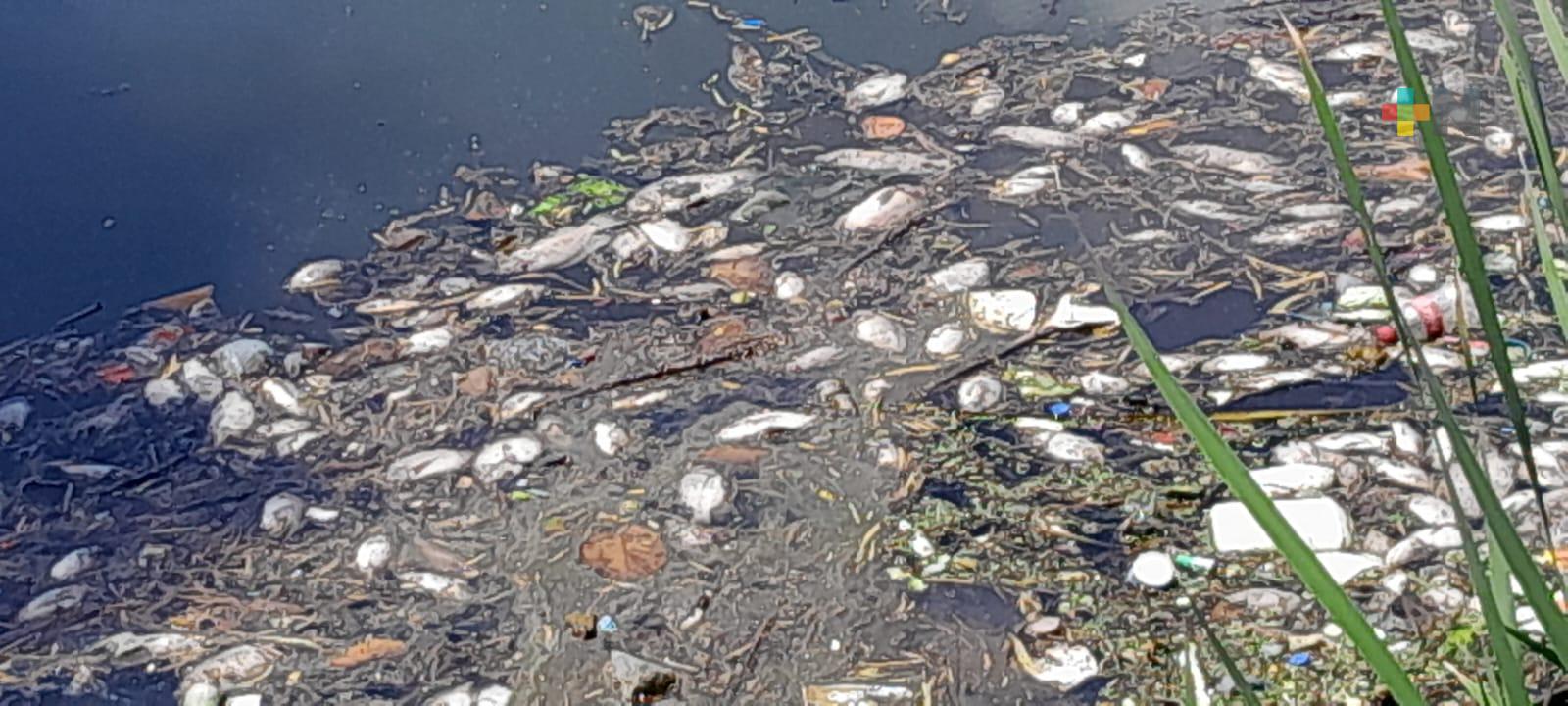 Reportan mortandad de peces en laguna de Veracruz