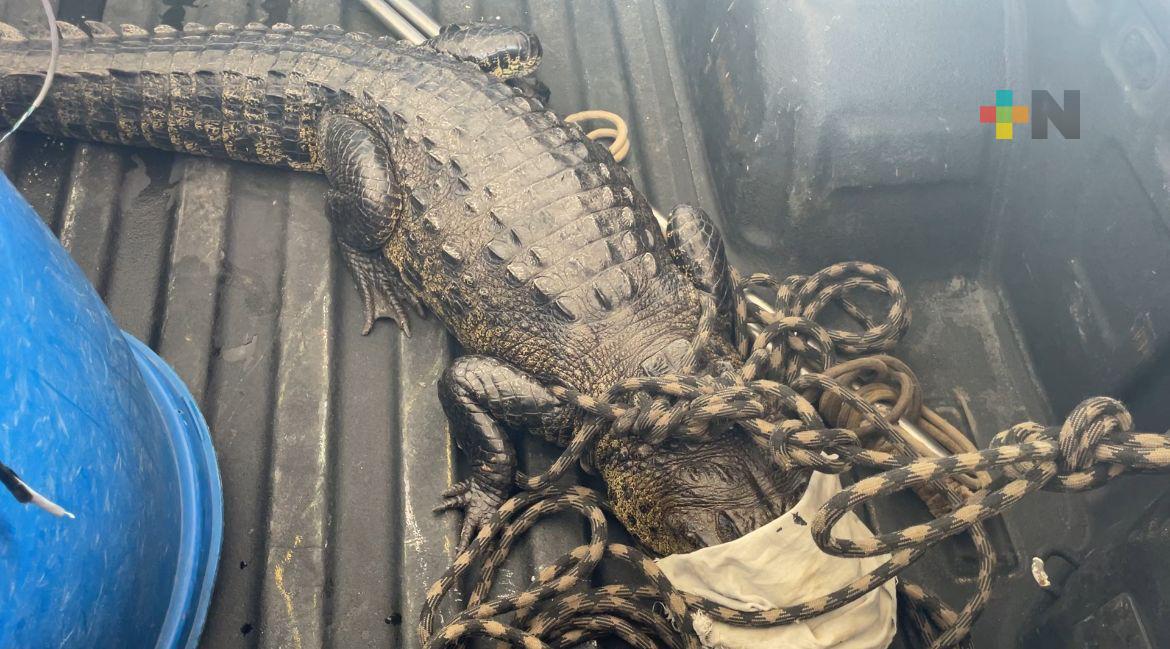 En Coatza PC y bomberos rescatan  a reptiles