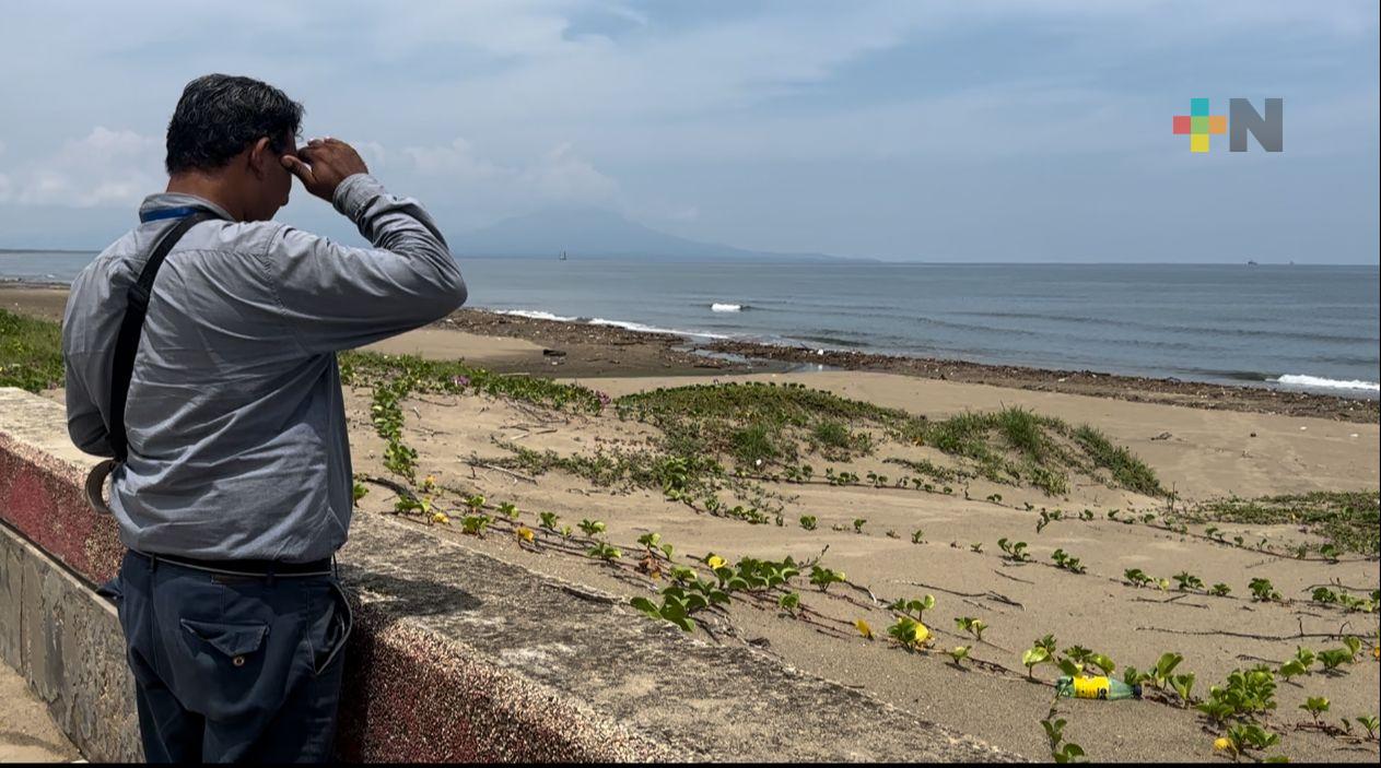 Detectan presencia de delfines en playa de Coatzacoalcos