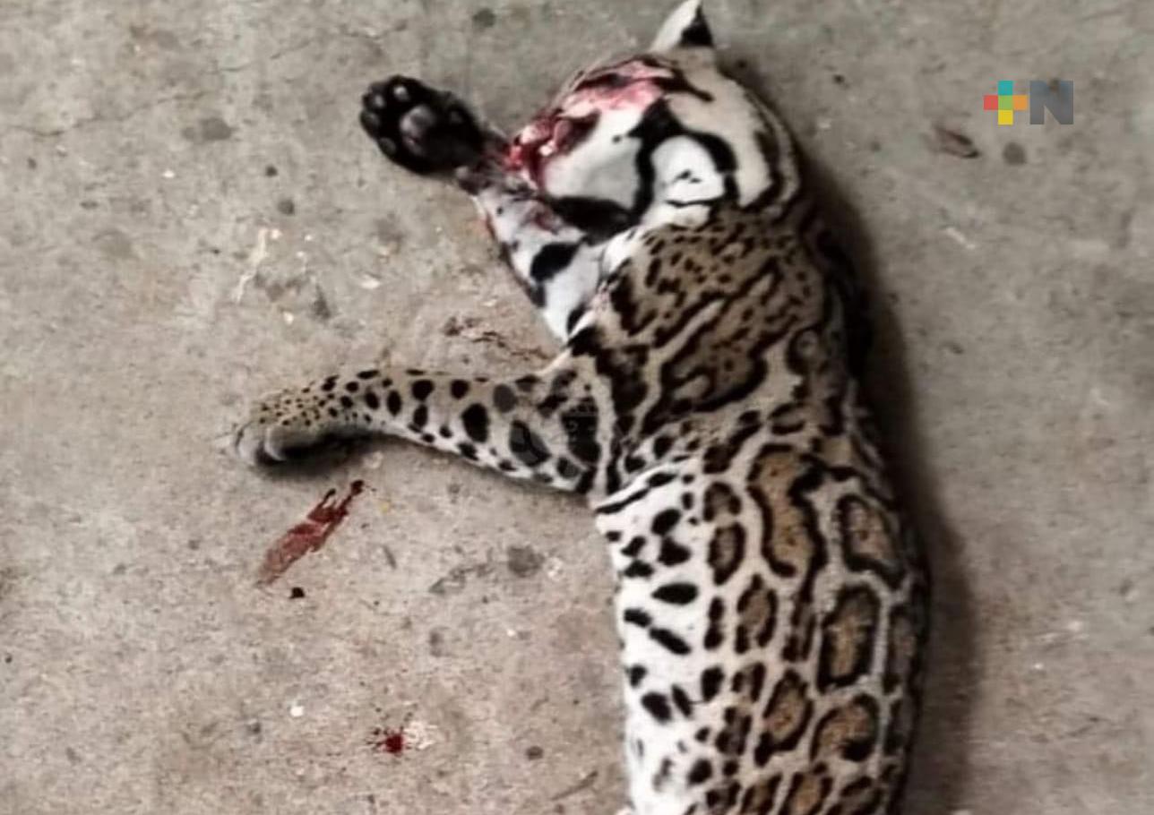 Hallan ocelote muerto sobre carretera antigua a Coatzacoalcos