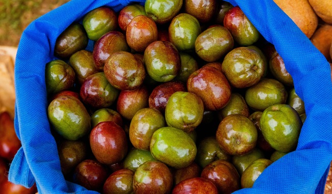 México y EU avanzan en acuerdos de exportación de mango, mamey, chicozapote, ciruela, guanábana e higo negro