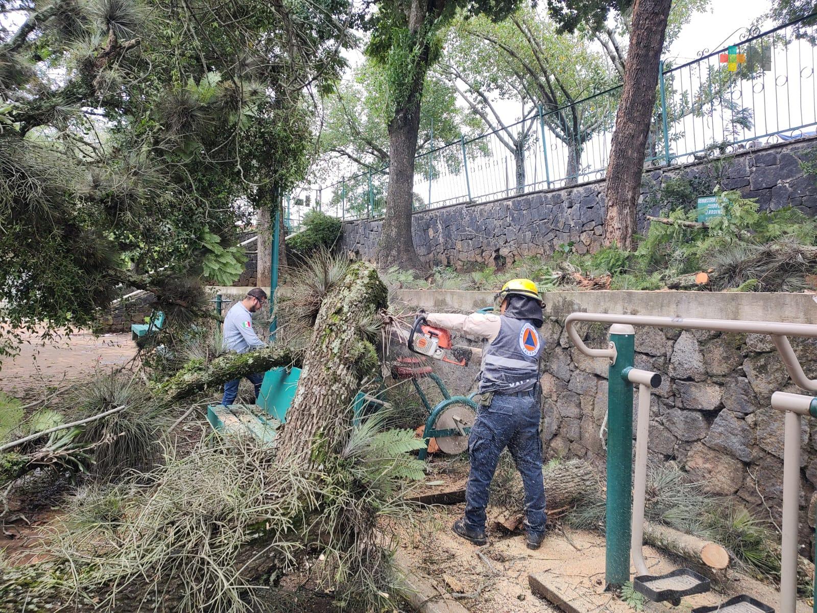 Onda tropical 21 deja árboles caídos y afectaciones en luminarias de Xalapa