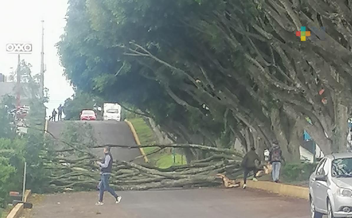 Rachas de viento de 70 km/hr, dejan 50 árboles caídos en Xalapa