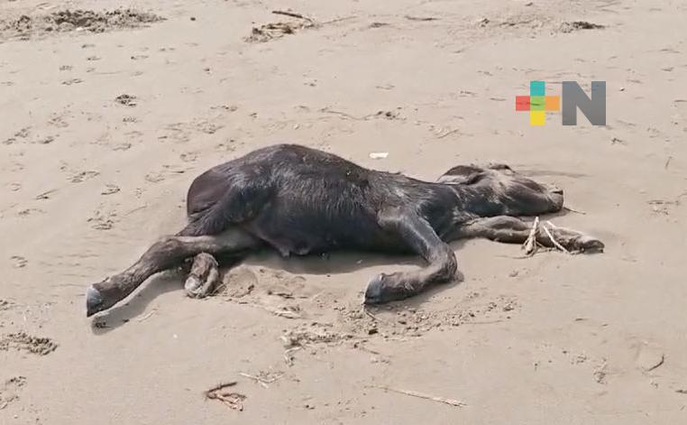 Aparecen restos de un becerro en playa de Coatzacoalcos