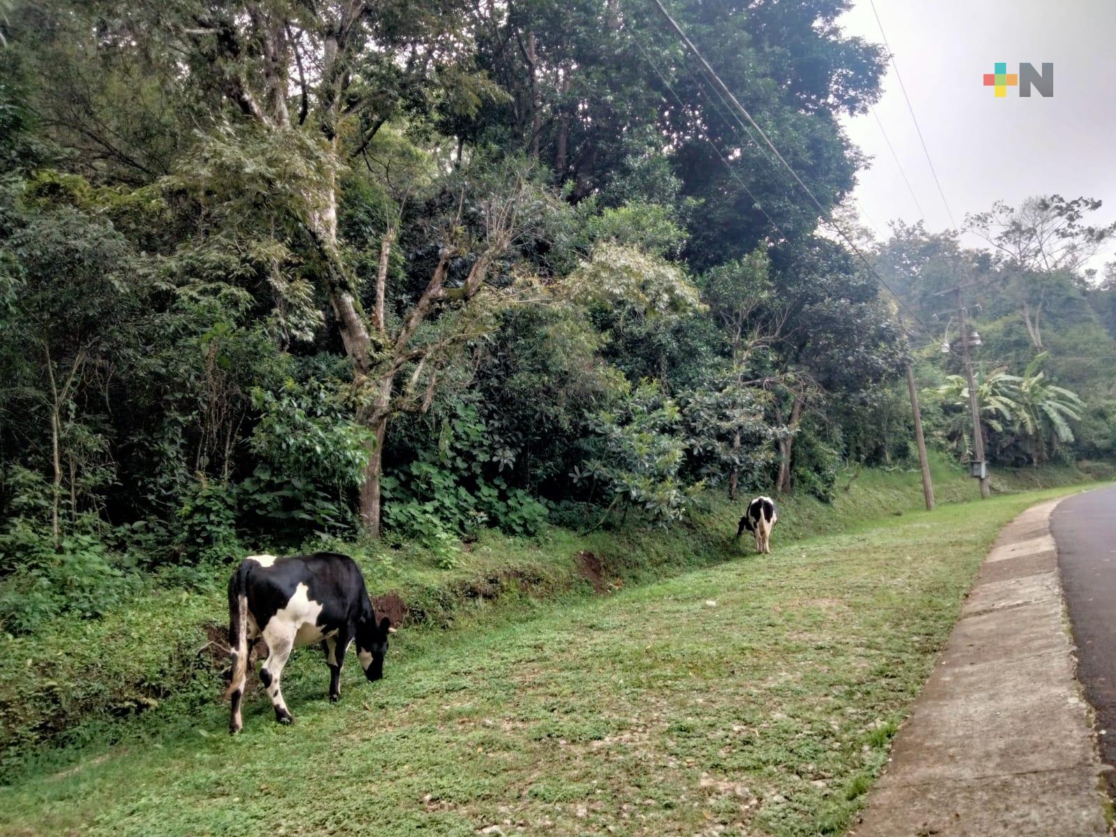 Se han interpuesto denuncias contra invasores de áreas naturales protegidas en Xalapa: Sedema