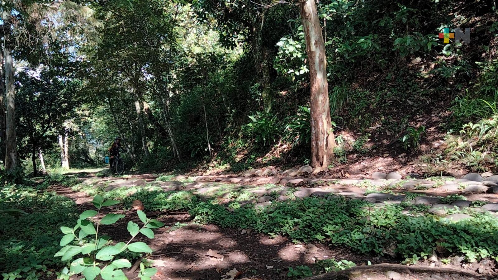 Activistas buscan rescatar áreas verdes aledañas al Cerro de la Galaxia