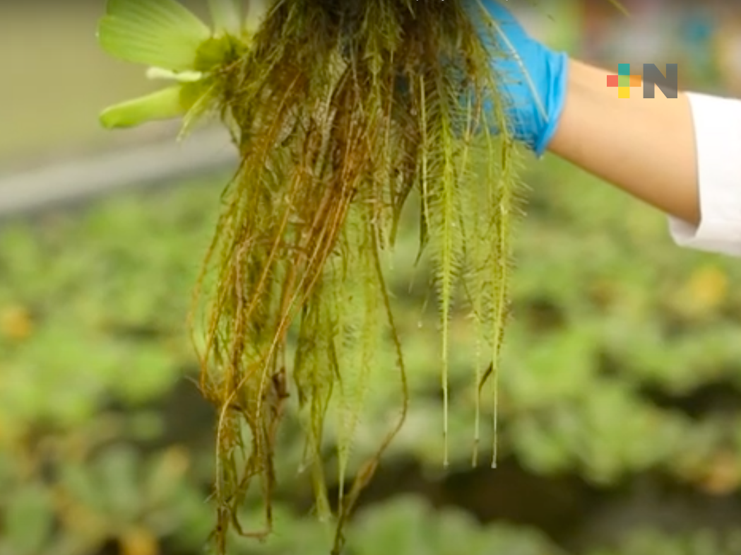 De forma natural se realiza saneamiento del río Sordo entre Xalapa y Coatepec: Inecol
