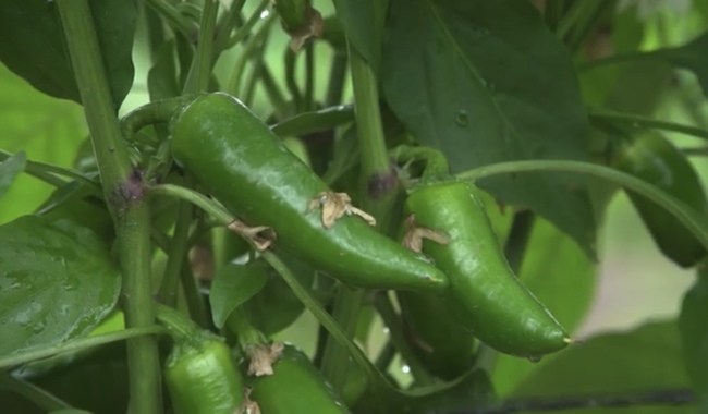 México, segundo exportador de chile, brócoli, coliflor, limón y pepino: Agricultura