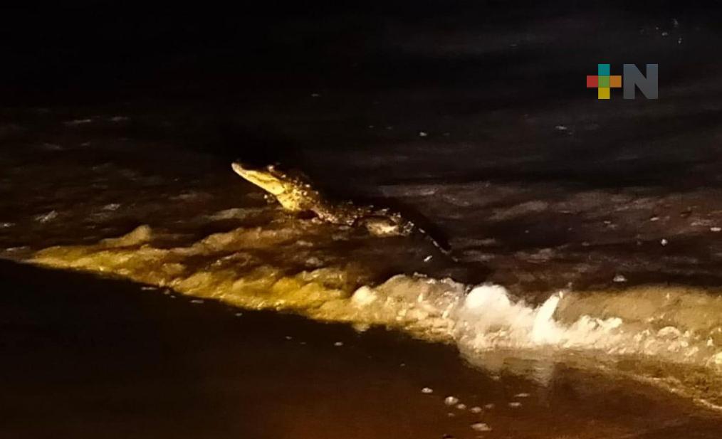 Cocodrilo aparece en playa de Coatzacoalcos