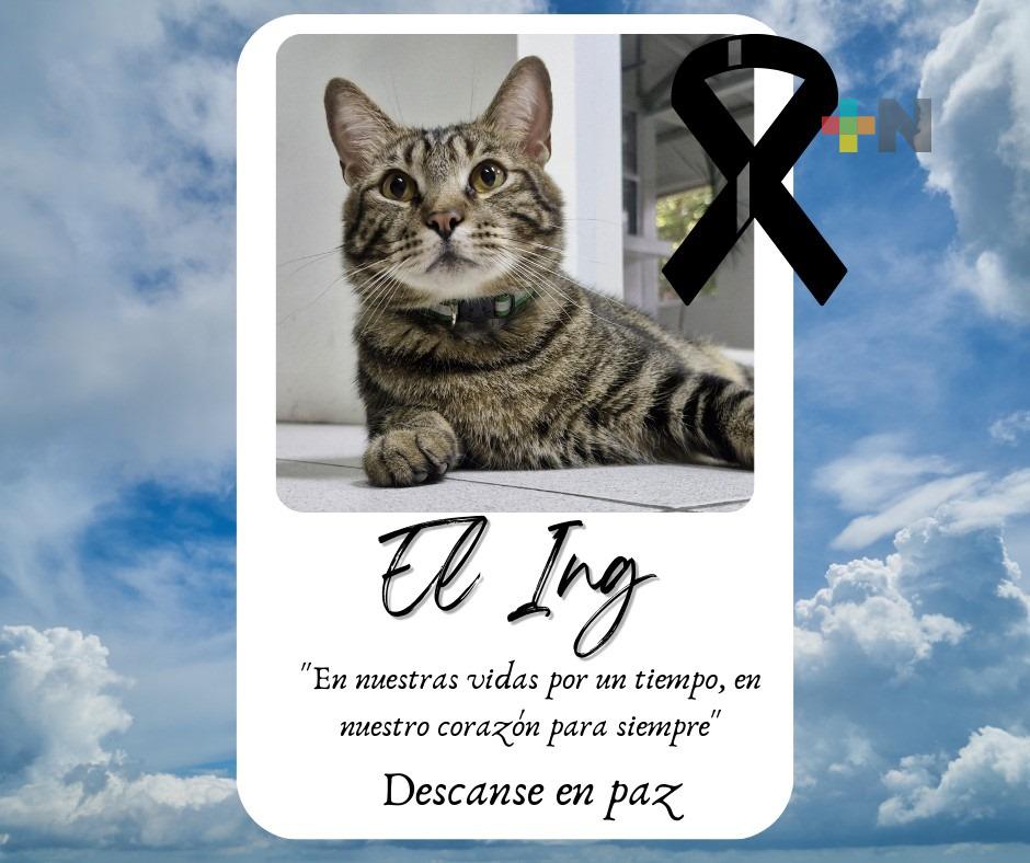 Hallan muerto al “Ingeniero”, gatito que adoptó campus de la UV en Coatza