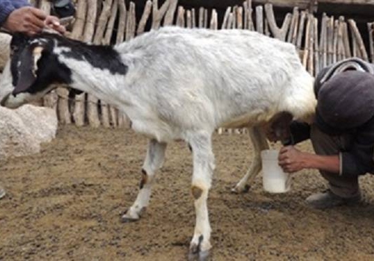 Promueve Agricultura valor agregado de la leche de cabra para las industrias cosmética y médica