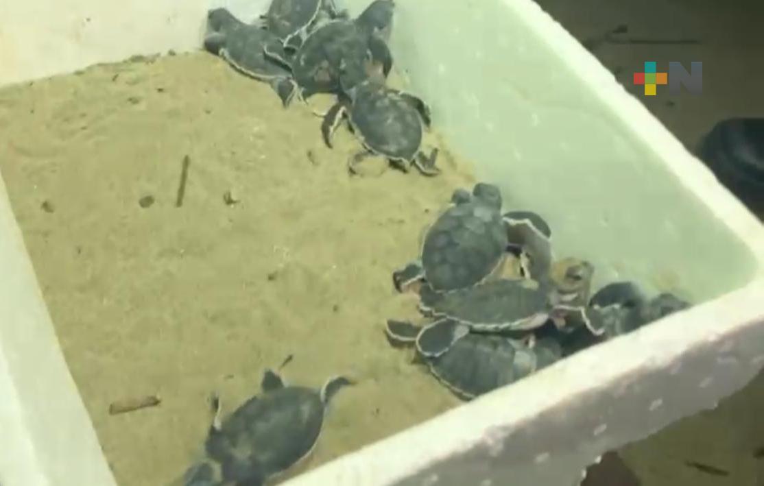 Ambientalistas inconformes con libración de tortugas en playa de Coatzacoalcos