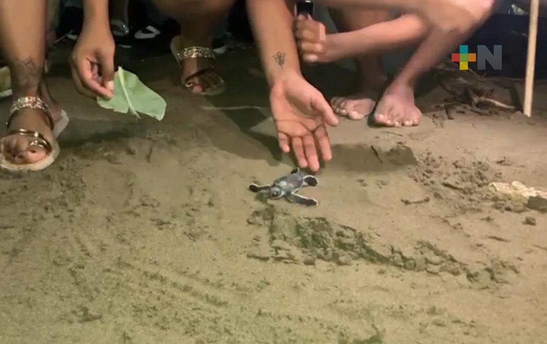 Sin supervisión de autoridades ambientales liberan tortugas marinas en playa de Coatzacoalcos
