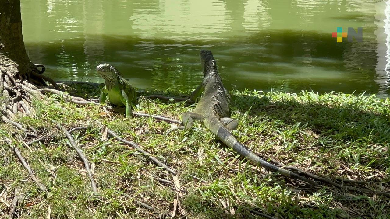 Garrobos, mapaches, osos hormigueros y otras especies habitan en campus UV Coatzacoalcos