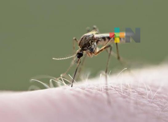 PC Estatal invita a población a limpiar recipientes y que no se formen criaderos de mosquito del dengue