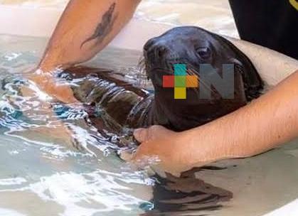 Aquarium del puerto comparte imágenes de la cría de lobo marino, niños y niñas concursarán para asignarle nombre