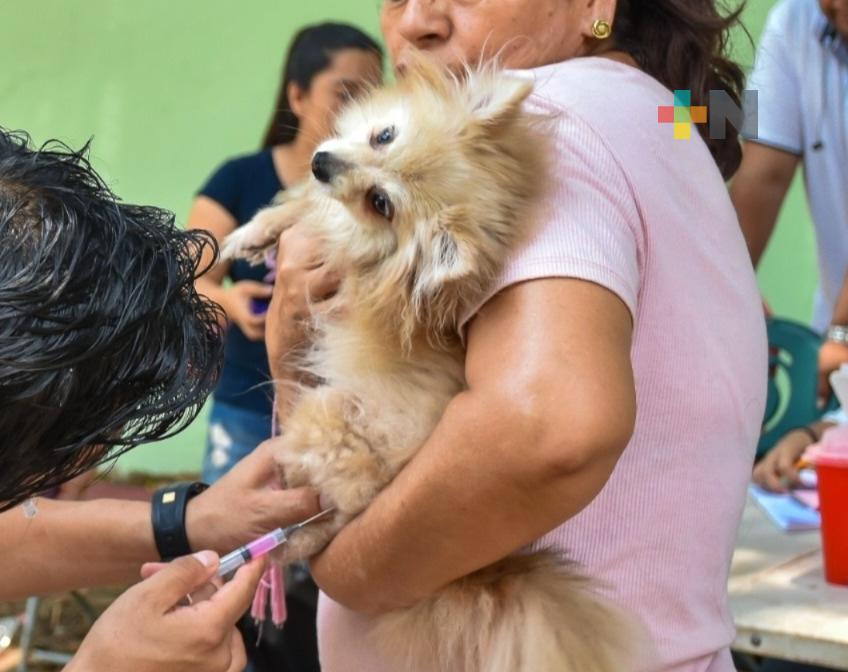 Del 22 al 27 de septiembre realizarán jornadas de vacunación antirrábica en Coatza