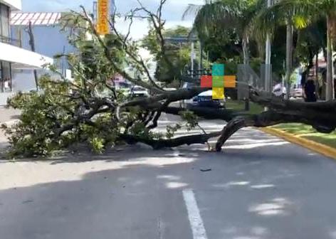 Se desploma un árbol en avenida Díaz Mirón e interrumple la circulación en el puerto