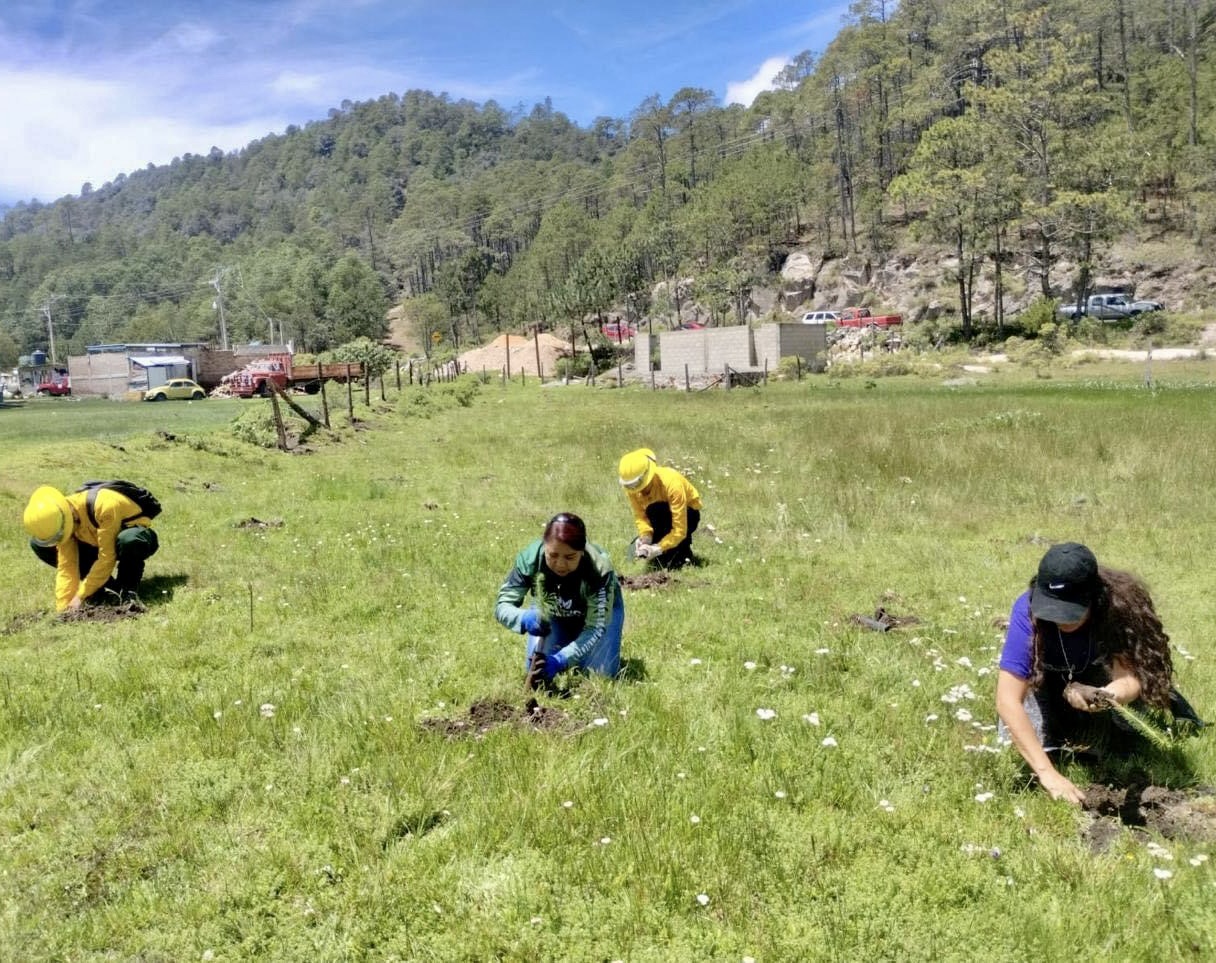 Cuitláhuac García cierra sexenio con más de 11 millones de árboles sembrados