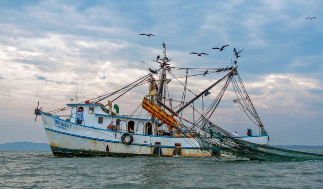 Anuncia Agricultura levantamiento de veda de camarón en Baja California Sur, Sinaloa y Nayarit