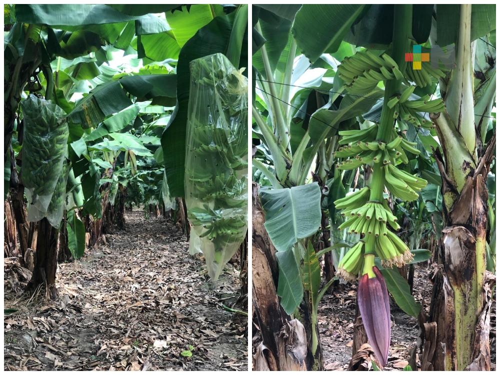 El plátano tiene buen precio porque hay escasa producción; no beneficia a productores